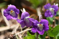 Viola obtusa