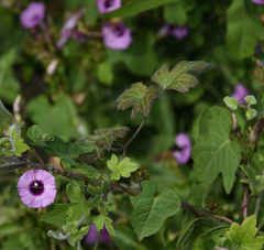 Ipomoea × leucantha