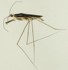 Limnogonoides