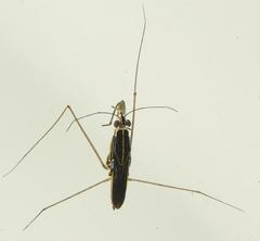 Limnogonoides