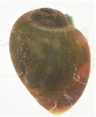 Bulinus umbilicatus