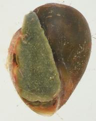 Bulinus umbilicatus