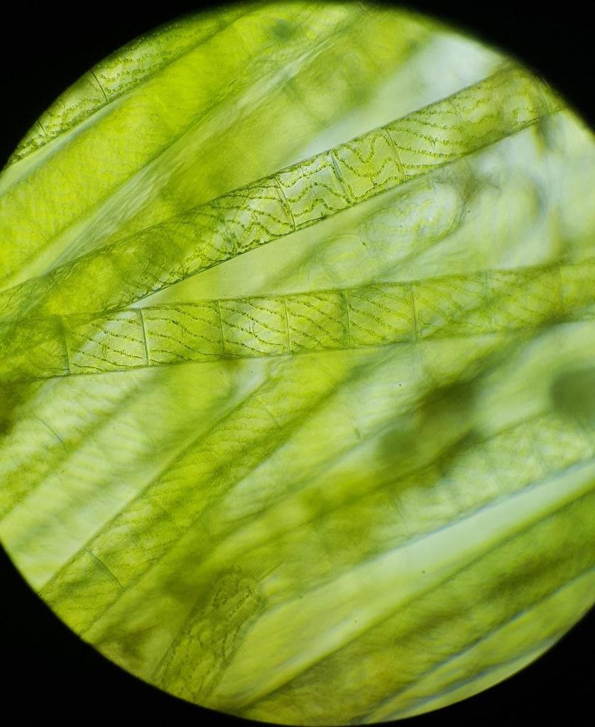 Sirogonium