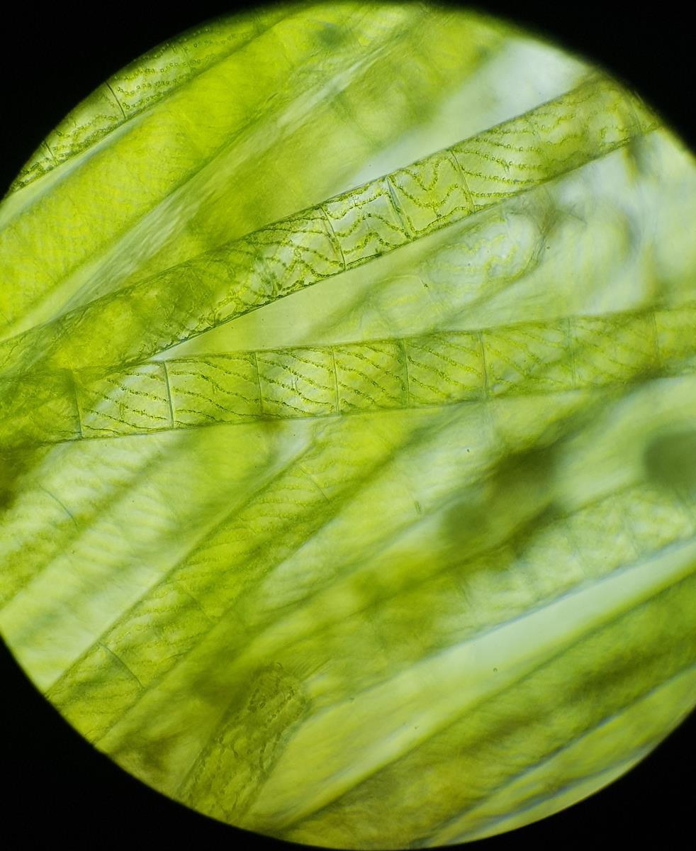 Sirogonium