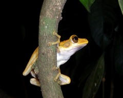 Polypedates cruciger