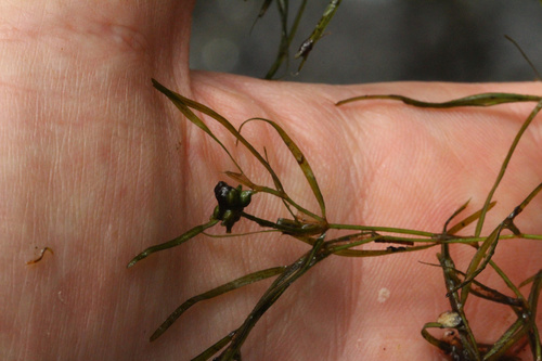 Small pondweed (Potamogeton pusillus)