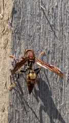 Polistes versicolor