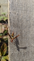 Polistes versicolor