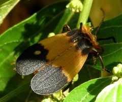 Lycus sallaei