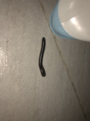 Leptogoniulus sorornus