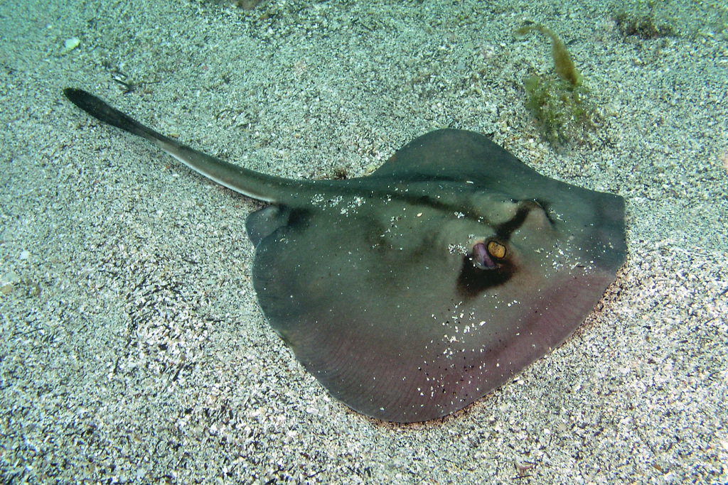 Kapala Stingaree