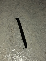 Leptogoniulus sorornus