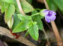 Torenia asiatica