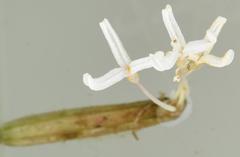 Blyxa senegalensis image