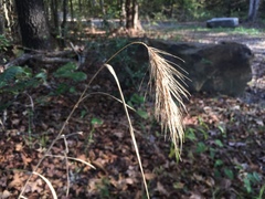 Elymus glabriflorus