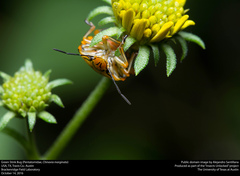 Chinavia marginata