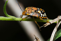 Chinavia marginata