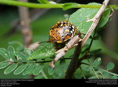 Chinavia marginata