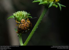 Chinavia marginata