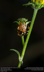 Chinavia marginata