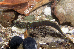 Cryptocentroides gobioides