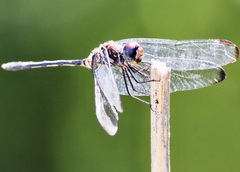 Dythemis nigrescens