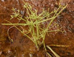 Cyperus tenuispica