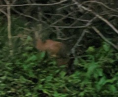 Vulpes vulpes