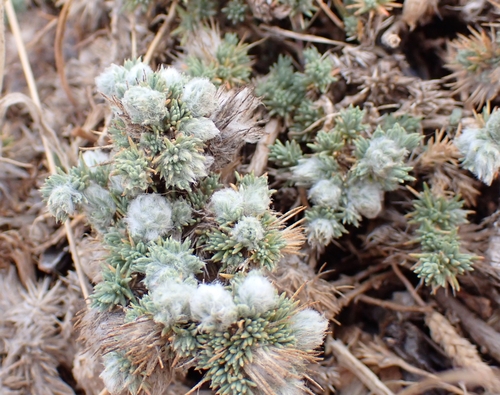 Contarinia camphorosmae