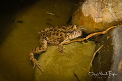 Pleurodema cinereum