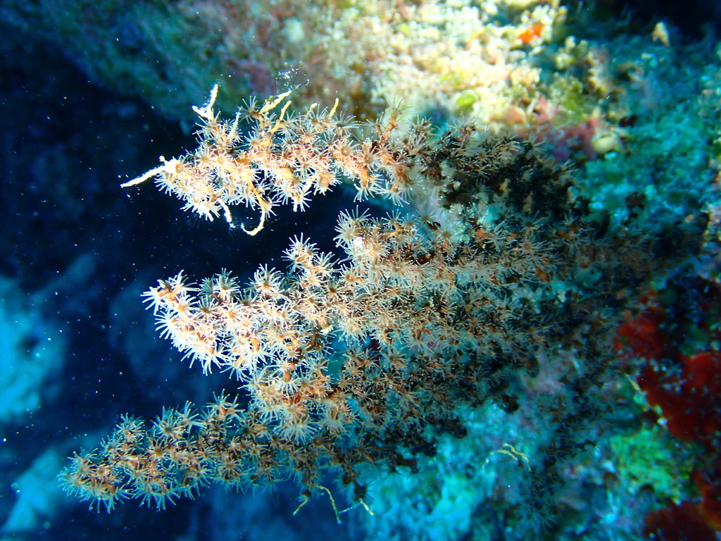 Epizoanthus illoricatus