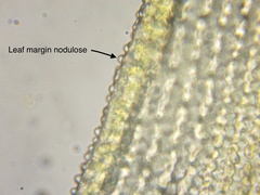 Racomitrium ericoides