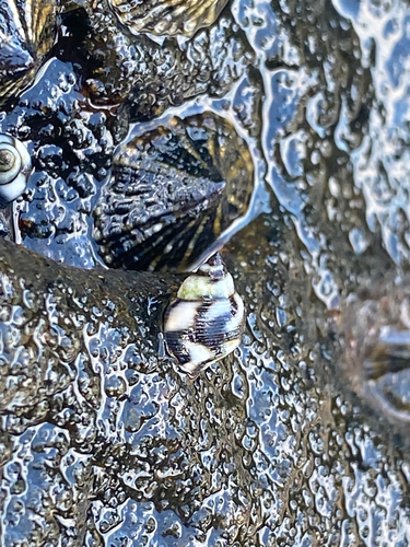 Echinolittorina hawaiiensis observed 2025-08-21