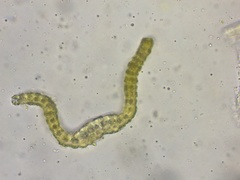 Racomitrium ericoides