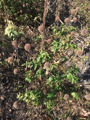 Monarda stipitatoglandulosa