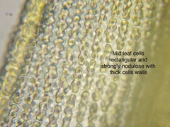 Racomitrium ericoides