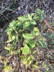 Monarda stipitatoglandulosa