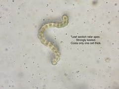 Racomitrium ericoides