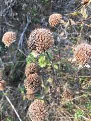 Monarda stipitatoglandulosa