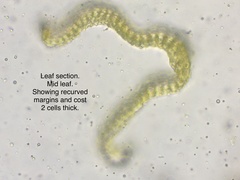 Racomitrium ericoides