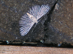 Alucita pygmaea