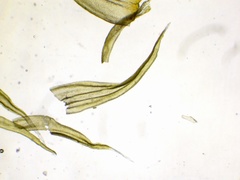 Racomitrium ericoides