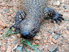 Heloderma horridum
