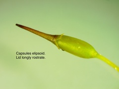 Racomitrium ericoides