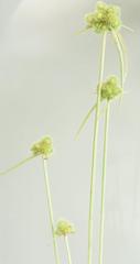 Cyperus kernii