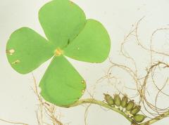 Marsilea berhautii