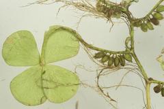 Marsilea berhautii