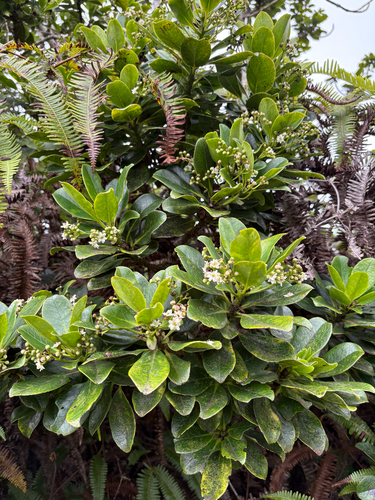Ilex anomala observed 2025-08-15