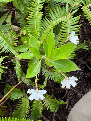 Scaevola chamissoniana observed 2025-08-15