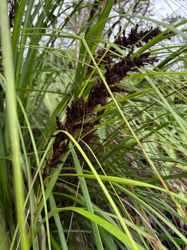 Gahnia beecheyi observed 2025-08-15
